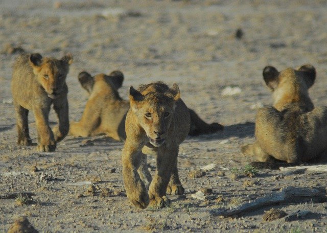Free download Lion Cubs Wild Wildlife -  free photo or picture to be edited with GIMP online image editor