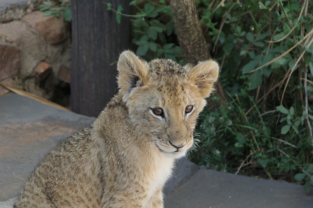 Free download lion cub young eyes south africa free picture to be edited with GIMP free online image editor