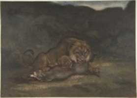 Free download Lion Devouring Prey free photo or picture to be edited with GIMP online image editor