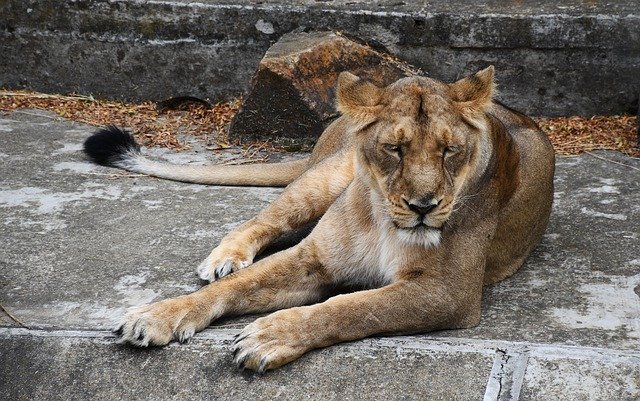 Бесплатно скачать Lioness Animal Cat - бесплатное фото или изображение для редактирования с помощью онлайн-редактора изображений GIMP