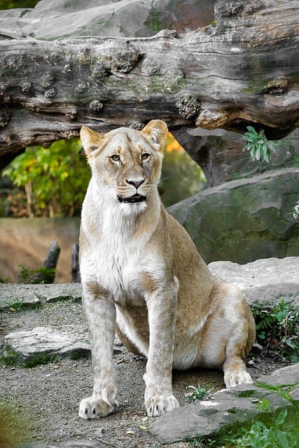 Free download lioness animal mammal wildlife free picture to be edited with GIMP free online image editor