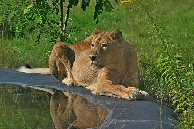 Free download lioness animal zoo mammal species free picture to be edited with GIMP free online image editor