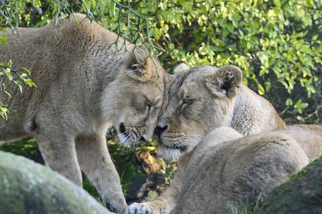 Template Photo Lioness Cub Predator -  for OffiDocs