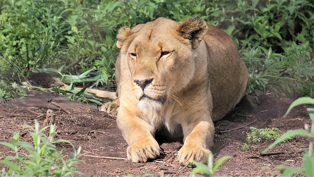 Free download lioness grin laying down fear free picture to be edited with GIMP free online image editor