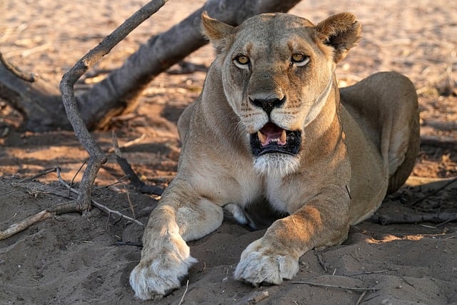 Free download lioness head animal wildlife free picture to be edited with GIMP free online image editor
