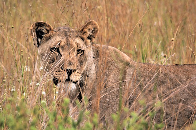Free download lioness hunting long grass prowl free picture to be edited with GIMP free online image editor