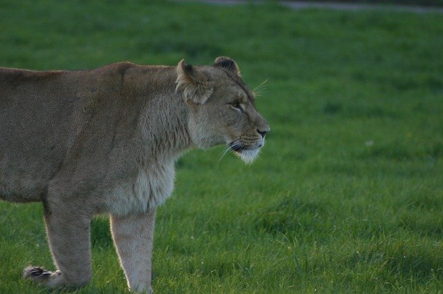 Descărcare gratuită Lioness Large Dangerous - fotografie sau imagini gratuite pentru a fi editate cu editorul de imagini online GIMP