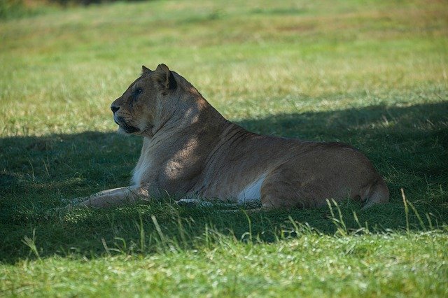 Téléchargement gratuit Lioness Laying Hunter - photo ou image gratuite à éditer avec l'éditeur d'images en ligne GIMP