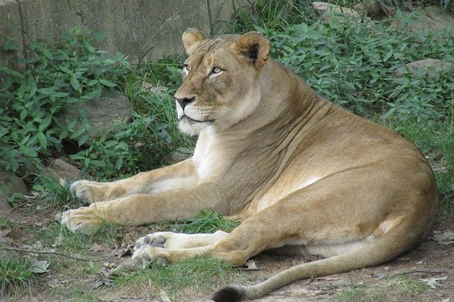 Descărcare gratuită Lioness Lion Africa - fotografie sau imagini gratuite pentru a fi editate cu editorul de imagini online GIMP