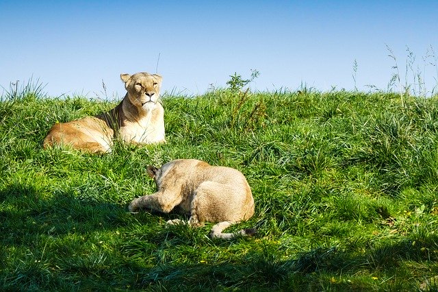 دانلود رایگان Lioness Lion Animal World - عکس یا تصویر رایگان قابل ویرایش با ویرایشگر تصویر آنلاین GIMP