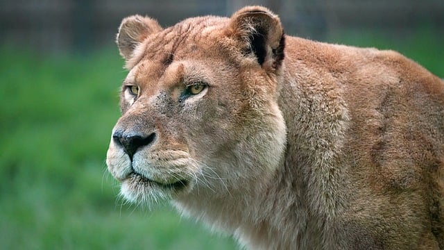 Free download lioness look portrait lion animal free picture to be edited with GIMP free online image editor