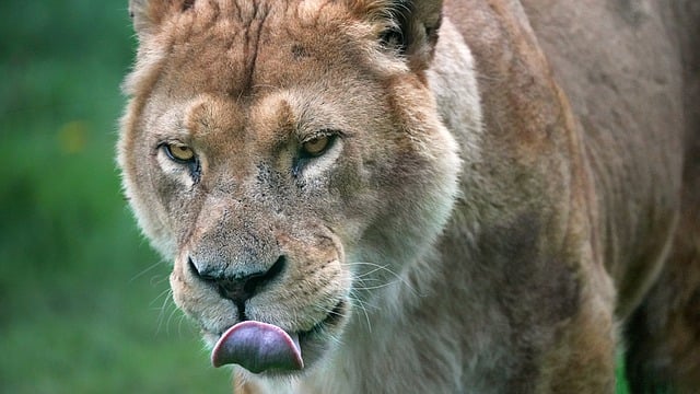 Free download lioness look tongue portrait lion free picture to be edited with GIMP free online image editor