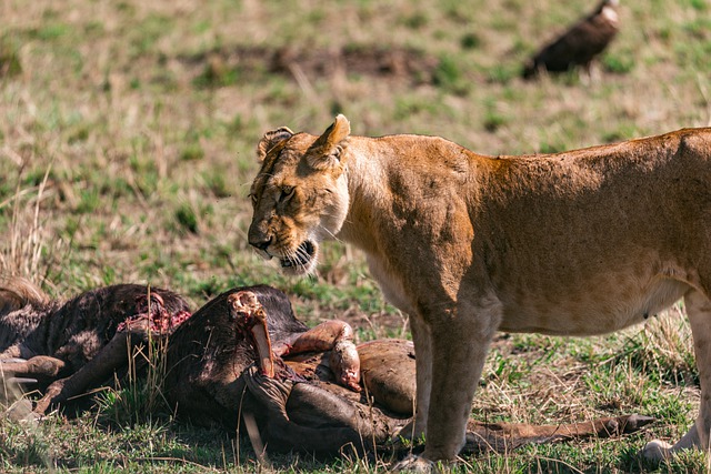 Free download lioness maasai mara national safari free picture to be edited with GIMP free online image editor