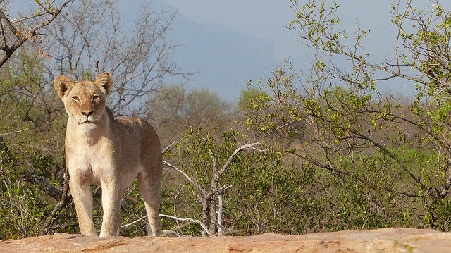 Free download Lioness Majestic South Africa -  free photo or picture to be edited with GIMP online image editor