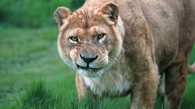 Free download lioness portrait look grumbles free picture to be edited with GIMP free online image editor