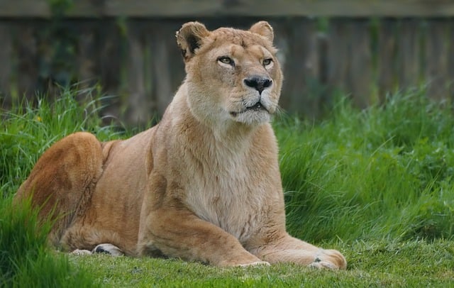 Free download lioness portrait look lion animal free picture to be edited with GIMP free online image editor