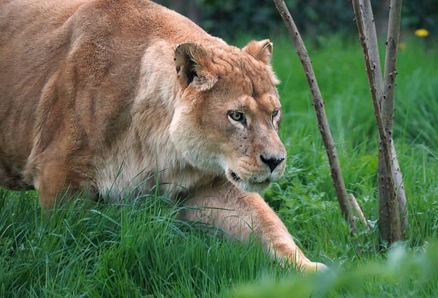 Free download lioness portrait look market lion free picture to be edited with GIMP free online image editor