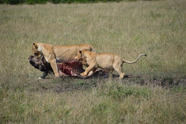 Unduh gratis Lioness Predator Africa Animal - foto atau gambar gratis untuk diedit dengan editor gambar online GIMP