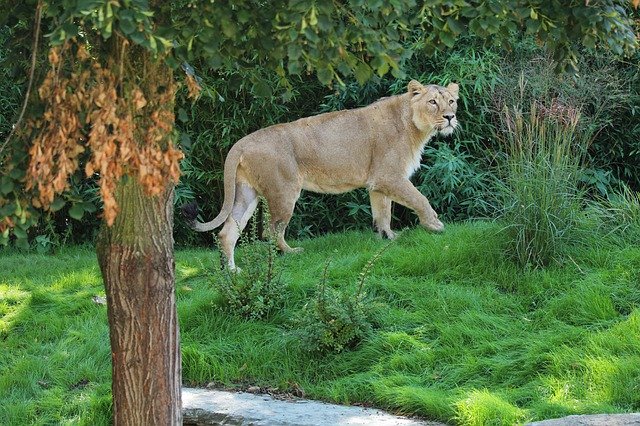 Unduh gratis Lioness Predator Cat - foto atau gambar gratis untuk diedit dengan editor gambar online GIMP