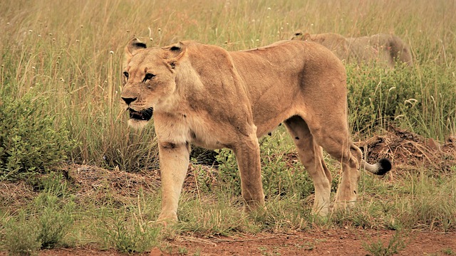 Free download lioness stalking open fear prowl free picture to be edited with GIMP free online image editor