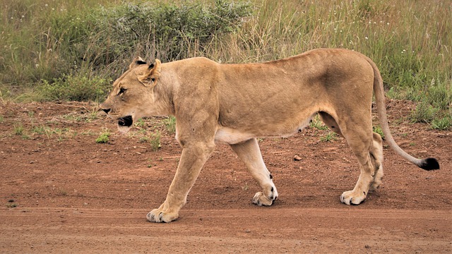 Free download lioness stalking road fear prowl free picture to be edited with GIMP free online image editor
