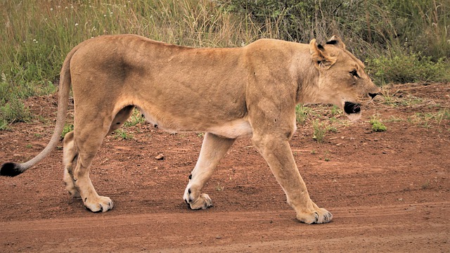 Free graphic lioness stalking road footprints to be edited by GIMP free image editor by OffiDocs