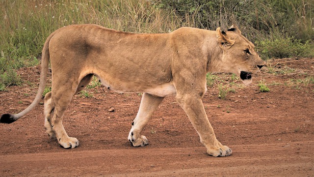 Free download lioness stalking road footprints free picture to be edited with GIMP free online image editor