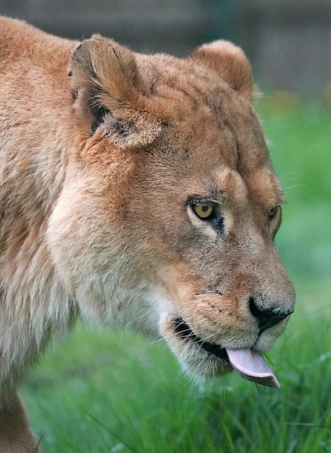 Free download lioness tongue look portrait lion free picture to be edited with GIMP free online image editor