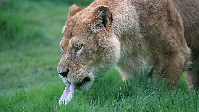Free download lioness tongue portrait lion free picture to be edited with GIMP free online image editor