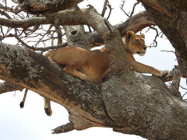 Free picture Lioness Tree Serengeti -  to be edited by GIMP free image editor by OffiDocs