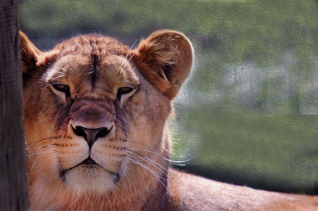 Free download Lioness Wild Africa -  free photo or picture to be edited with GIMP online image editor