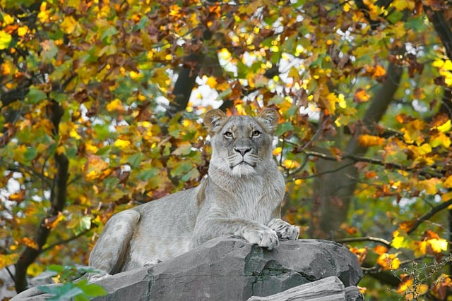 Free download lioness wildlife zoo mammal free picture to be edited with GIMP free online image editor