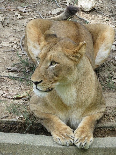 Free picture Lioness Zoo Lion -  to be edited by GIMP free image editor by OffiDocs