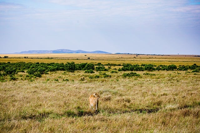 Free download lion feline mammal field free picture to be edited with GIMP free online image editor