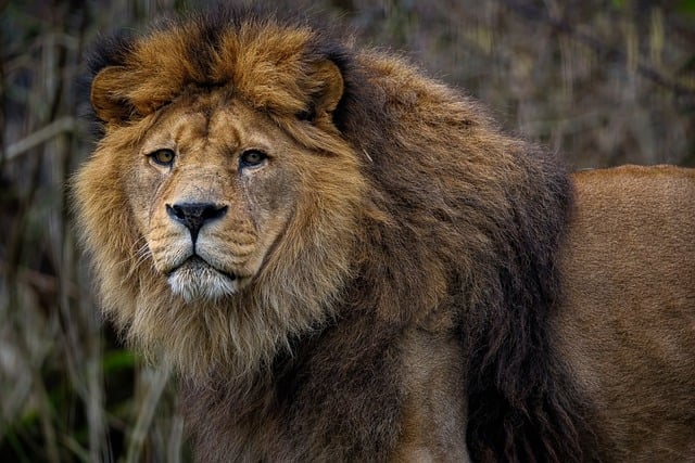 Free download lion feline mane barbary lion free picture to be edited with GIMP free online image editor