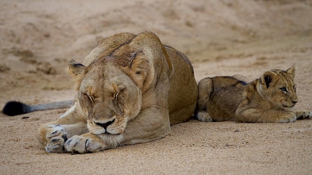 Free download lion feline predator cub wildlife free picture to be edited with GIMP free online image editor