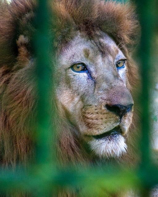 Free download lion feline wild animal zoo free picture to be edited with GIMP free online image editor