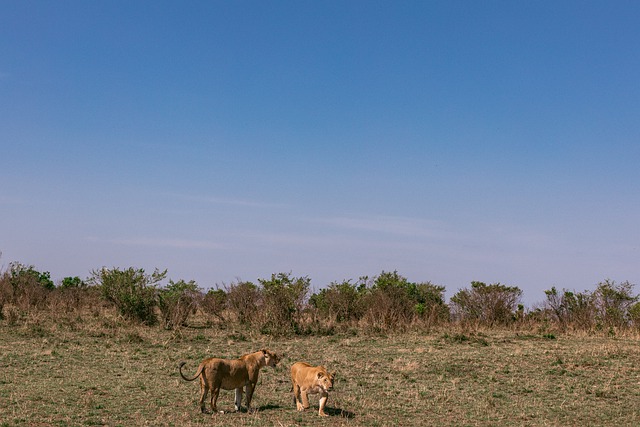 Téléchargement gratuit d'une image gratuite de safari animalier des champs de lion dans la savane à modifier avec l'éditeur d'images en ligne gratuit GIMP