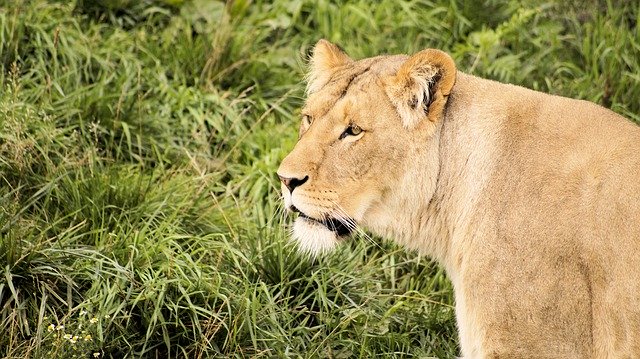 Free picture Lion Grass Glance -  to be edited by GIMP free image editor by OffiDocs