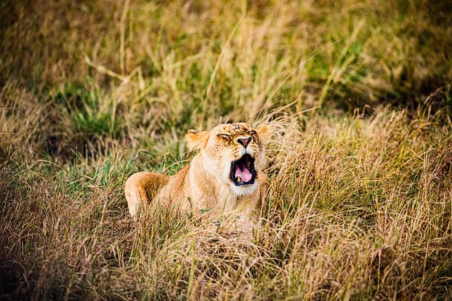 Free download lion grassland wild animal free picture to be edited with GIMP free online image editor