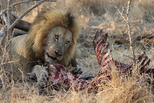 Free download lion hunt feast nature wildlife free picture to be edited with GIMP free online image editor