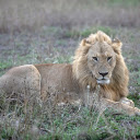 lion in the field  screen for extension Chrome web store in OffiDocs Chromium