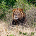 Lion in wastewater  screen for extension Chrome web store in OffiDocs Chromium