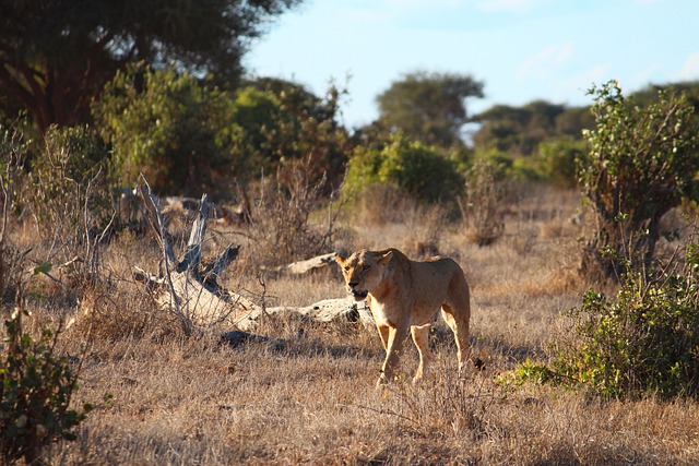 Free download lion kenya safari africa steppe free picture to be edited with GIMP free online image editor