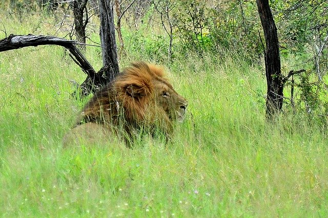 Free download Lion Kruger National Park South -  free photo or picture to be edited with GIMP online image editor