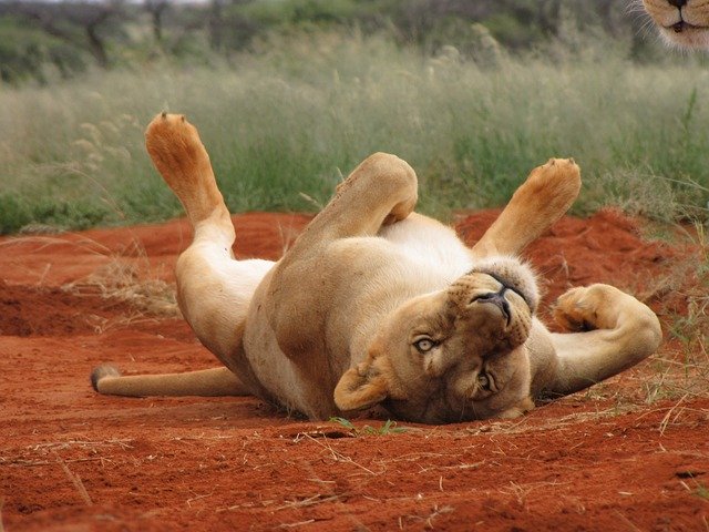 Muat turun percuma Lion Lioness Africa - foto atau gambar percuma untuk diedit dengan editor imej dalam talian GIMP