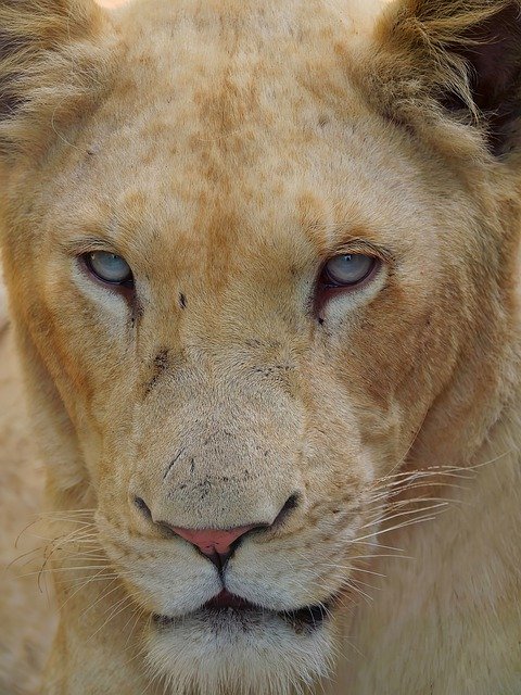 Libreng download Lion Lioness Animals - libreng larawan o larawan na ie-edit gamit ang GIMP online na editor ng imahe