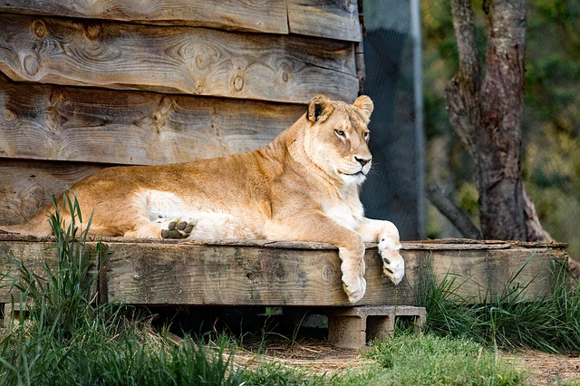 Free download lion lioness carolina tiger rescue free picture to be edited with GIMP free online image editor