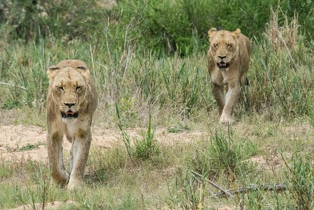 Free download lion lioness felines animals wild free picture to be edited with GIMP free online image editor