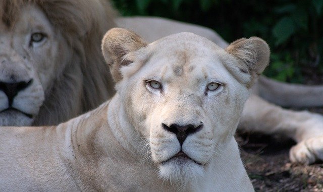 Free download Lion Lioness Predator -  free photo or picture to be edited with GIMP online image editor